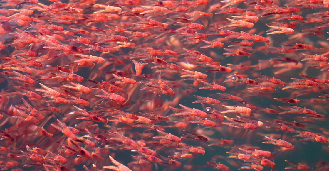  New Zealand beaches turn red as lobsters dig in to the death