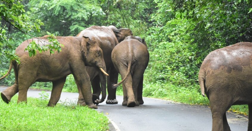 Elephant family Elephant family