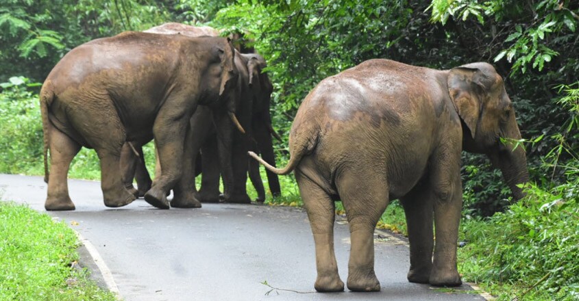 Elephant family Elephant family