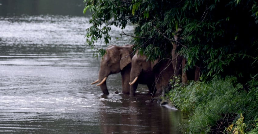 Elephant family Elephant family