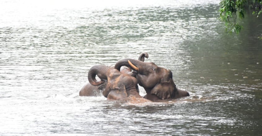 Elephant family Elephant family