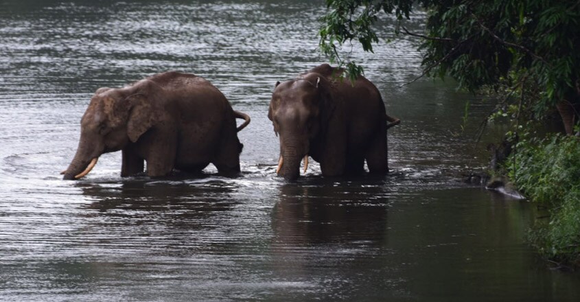 Elephant family Elephant family