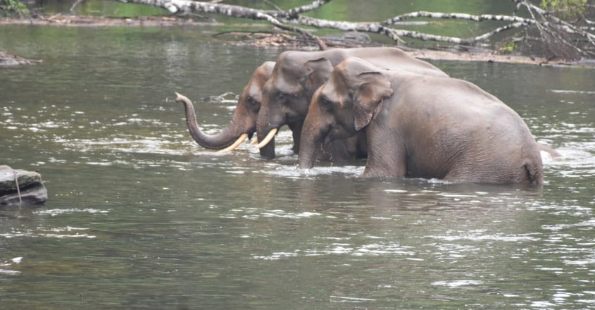 Elephant family Elephant family