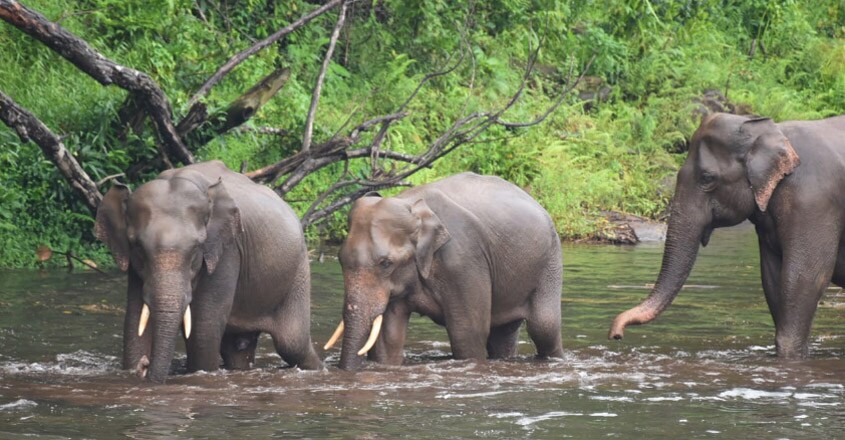 Elephant family Elephant family