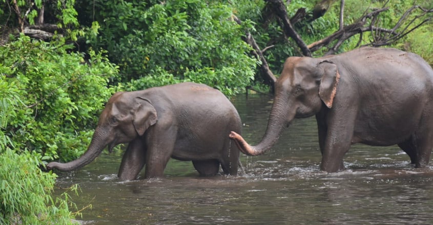 Elephant family Elephant family