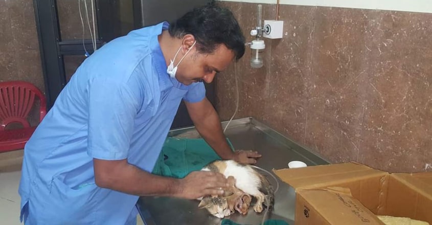 Pregnant cat beaten up and found unconscious in sewer Pregnant cat beaten up and found unconscious in sewer