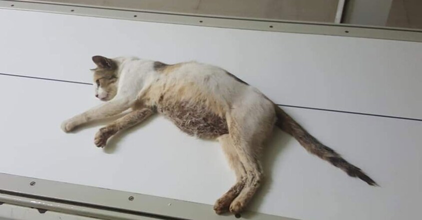 Pregnant cat beaten up and found unconscious in sewer Pregnant cat beaten up and found unconscious in sewer