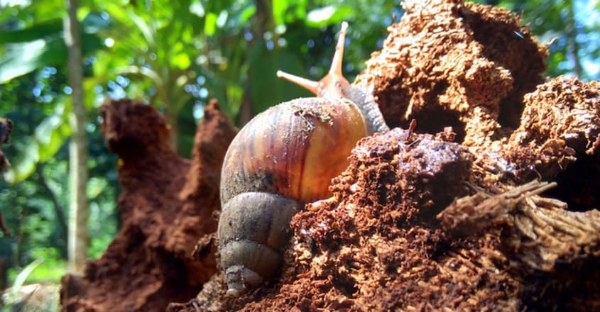 Giant African snail's fast spread alarms Kerala Giant African snail's fast spread alarms Kerala