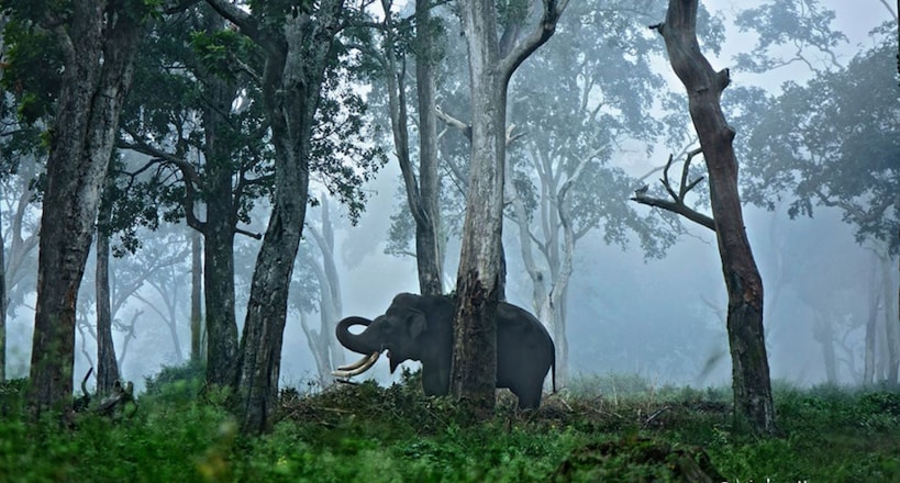 This wildlife photographer Biju Karakkonam is ‘BET’ing for a better world This wildlife photographer Biju Karakkonam is ‘BET’ing for a better world