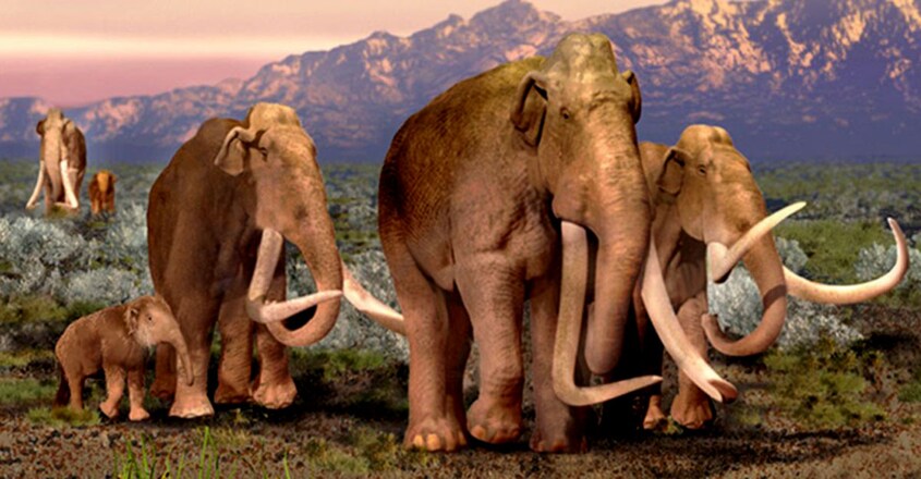 Mammoth Mammoth
