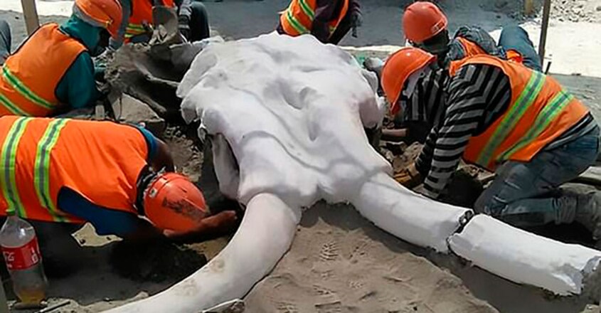 Incredibly Well Preserved Mammoth Bones Keep Turning Up in Mexico Incredibly Well Preserved Mammoth Bones Keep Turning Up in Mexico