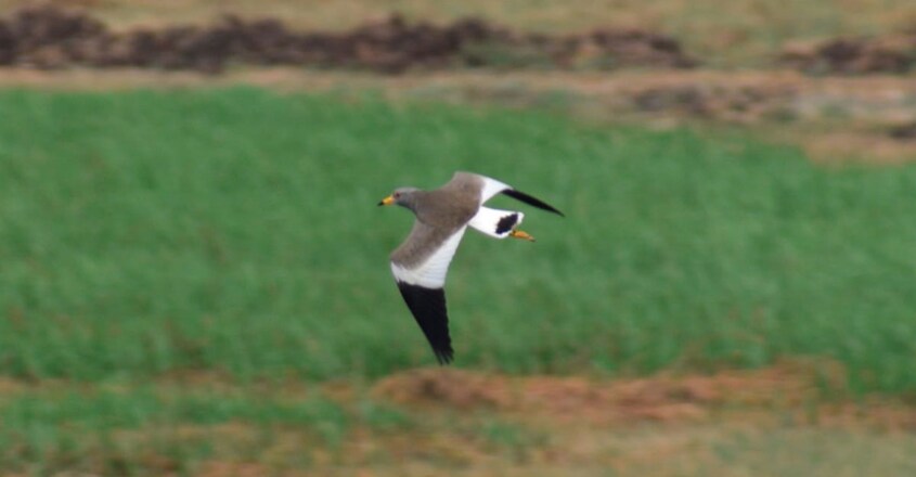 Grey Headed Lapwing Grey Headed Lapwing