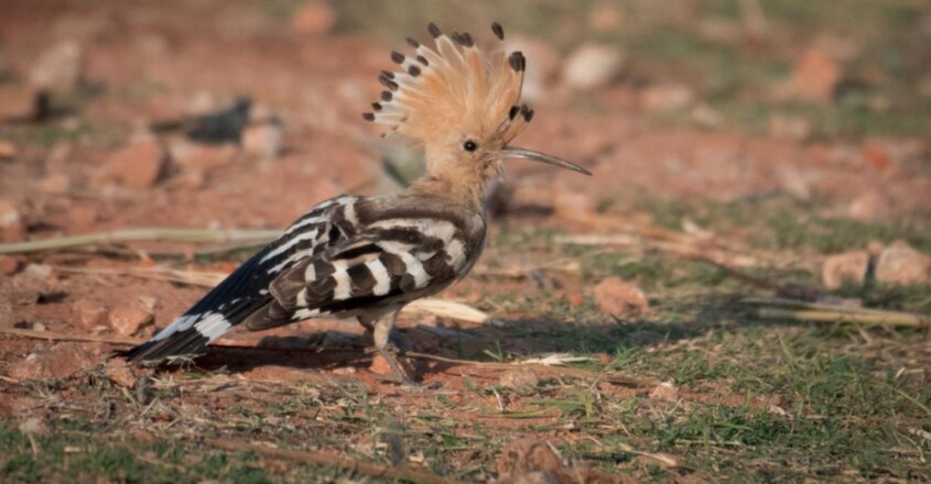 Hoopoes Hoopoes