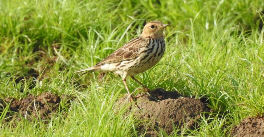 Red-throated pipit Red-throated pipit