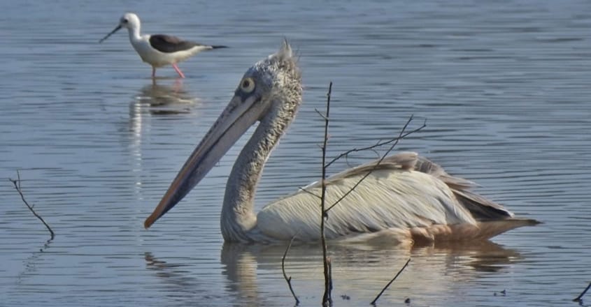 Spot-billed pelican Spot-billed pelican