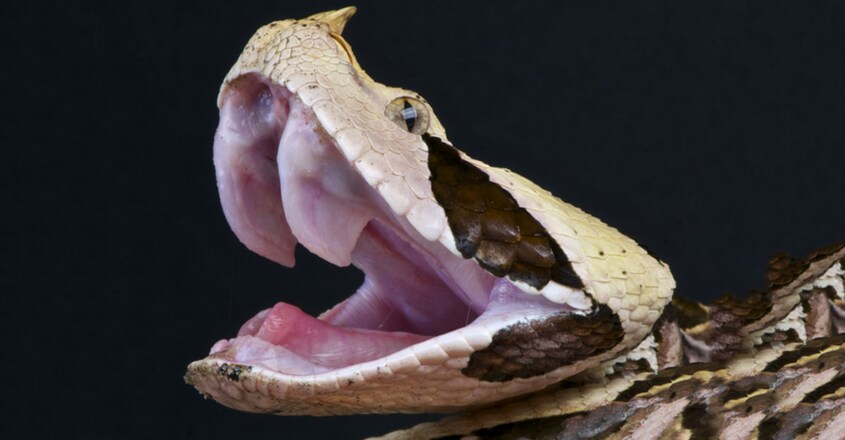 this-chunky-snake-has-a-record-breaking-bite1 this-chunky-snake-has-a-record-breaking-bite1