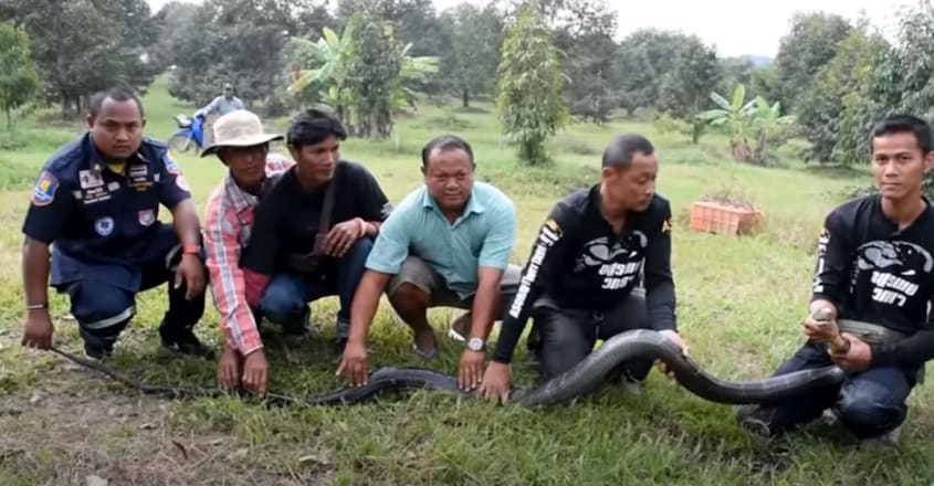 Scared Cobra Climbs Tree To Escape Guard Dogs Scared Cobra Climbs Tree To Escape Guard Dogs