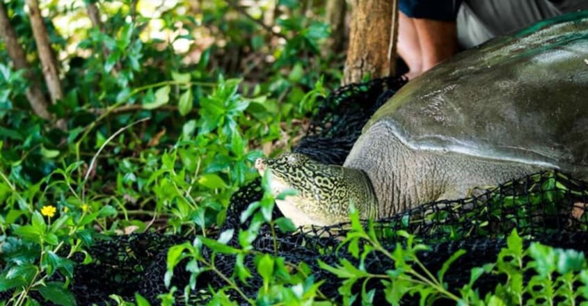 World’s Rarest Turtle Could Be Saved From Extinction After Female Found In Vietnam