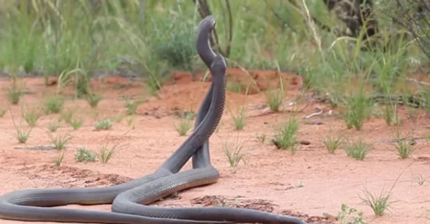 Two Huge Venomous Snakes Fighting each other for the right to mate Two Huge Venomous Snakes Fighting each other for the right to mate