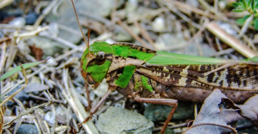 locust attacks locust attacks