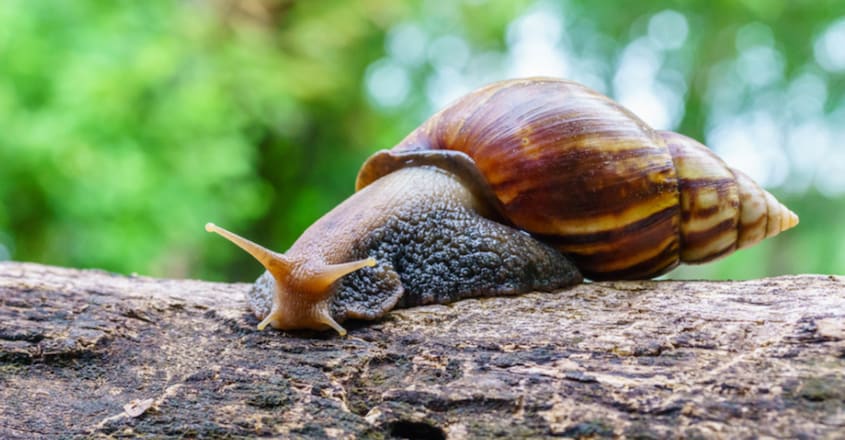 Giant snails that were eating Florida homes finally eradicated again