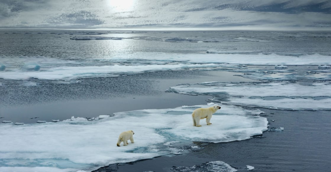 The Arctic Could Be Turning Into an 'Ecological Trap' For Migrating Animals