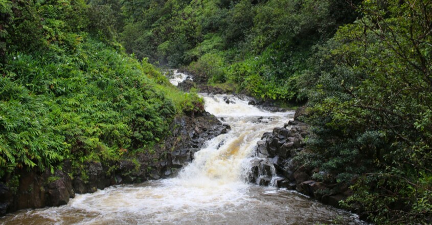 Hawaii stream that smells like beer found to have 1.2 per cent ABV
