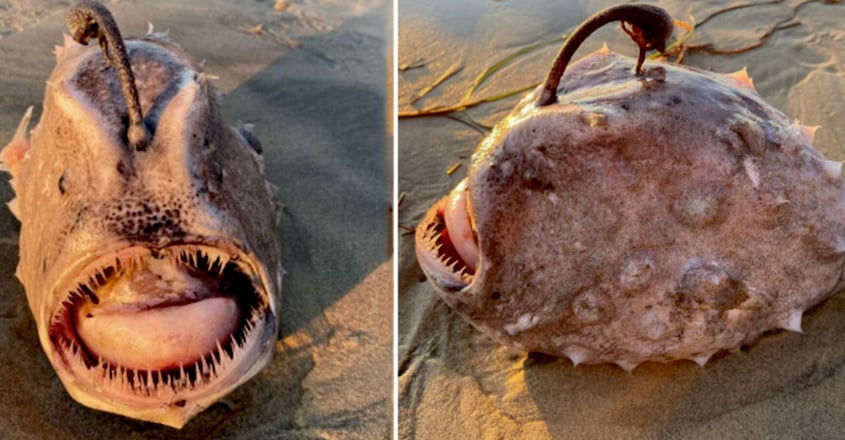 Extremely Rare 'Deep-sea Monster' Footballfish Washes Up On US Beach