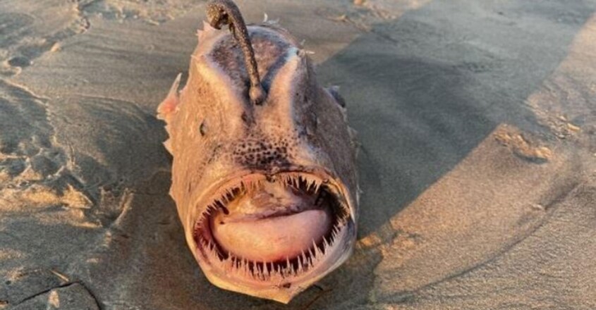 deep-sea-monster-footballfish-washes-up-on-us-beach1