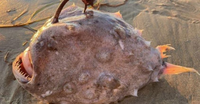 deep-sea-monster-footballfish-washes-up-on-us-beach2 deep-sea-monster-footballfish-washes-up-on-us-beach2