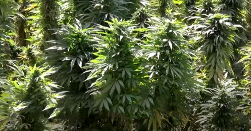 Taliban govt signs deal with Australian firm for cannabis centre