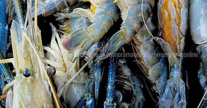 in-kuttanad--this-underwater-wall-kills-freshwater-prawn2 in-kuttanad--this-underwater-wall-kills-freshwater-prawn2