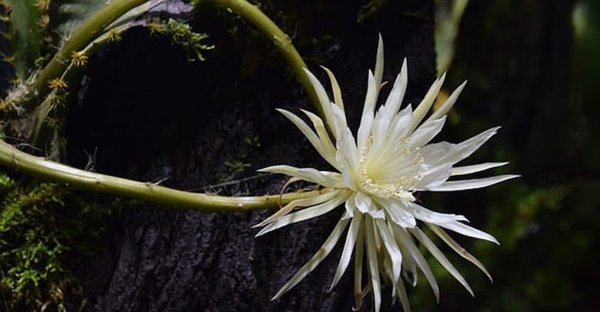 Rare and Exotic Cactus from Amazon Rainforest is Set to Flower for the First Time in the UK