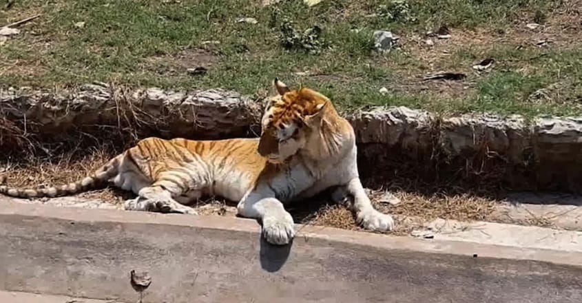 Animals beg tourists for food at Thai zoo declared Animals beg tourists for food at Thai zoo declared