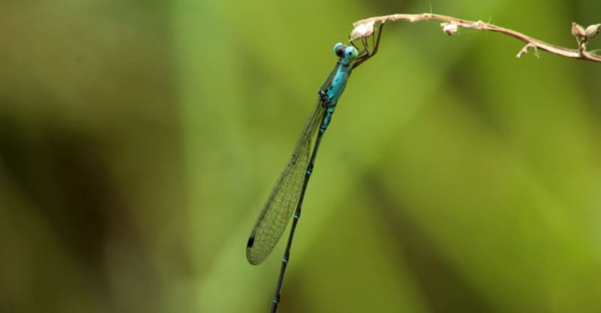 Indolestes pulcherrimus Indolestes pulcherrimus