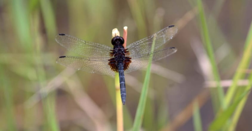 Indothemis limbata Indothemis limbata