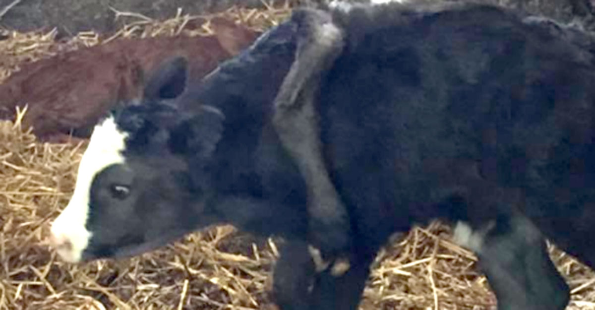 ചിറകുകൾ പോലെ രണ്ട് കാലുകൾ; കാളക്കുട്ടി ജനിച്ചത് 6 കാലുകളുമായി; അദ്ഭുതം