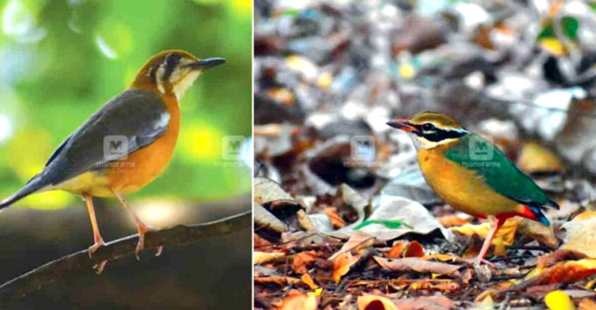 Survey finds 286 birds at Shendurney Sanctuary