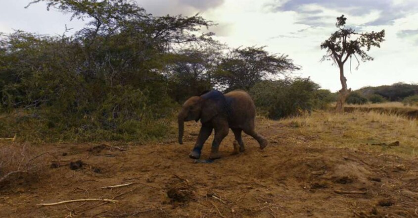 baby-elephant-rescued-from-snare-by-kenyan-wildlife-team1 baby-elephant-rescued-from-snare-by-kenyan-wildlife-team1