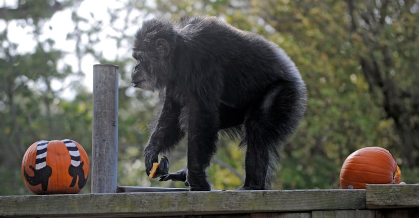 Oldest US Chimpanzee Dies Oldest US Chimpanzee Dies