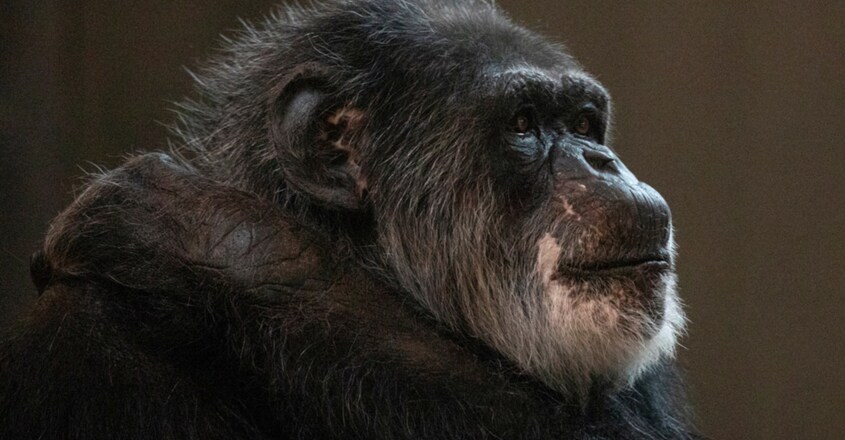 USA-CHIMP/ USA-CHIMP/