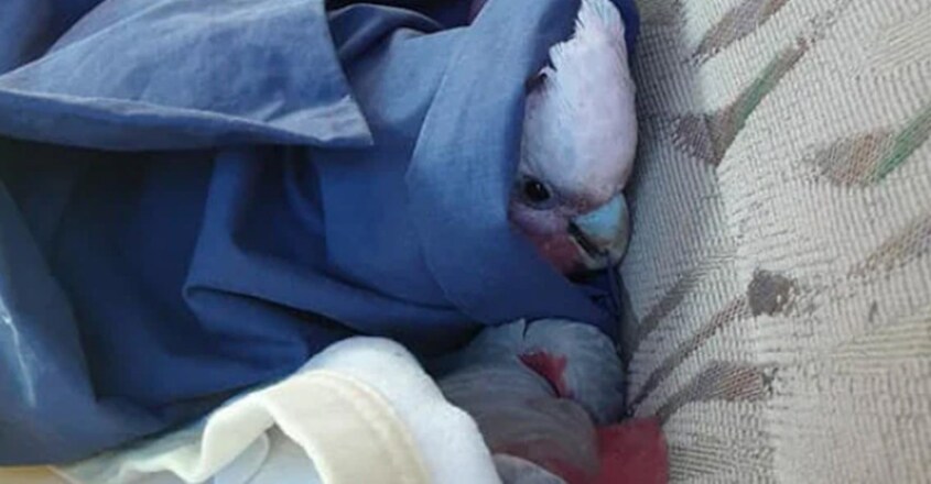 mice-plague-baits-killing-australian-wildlife-with-dozens-of-birds-dead1 mice-plague-baits-killing-australian-wildlife-with-dozens-of-birds-dead1