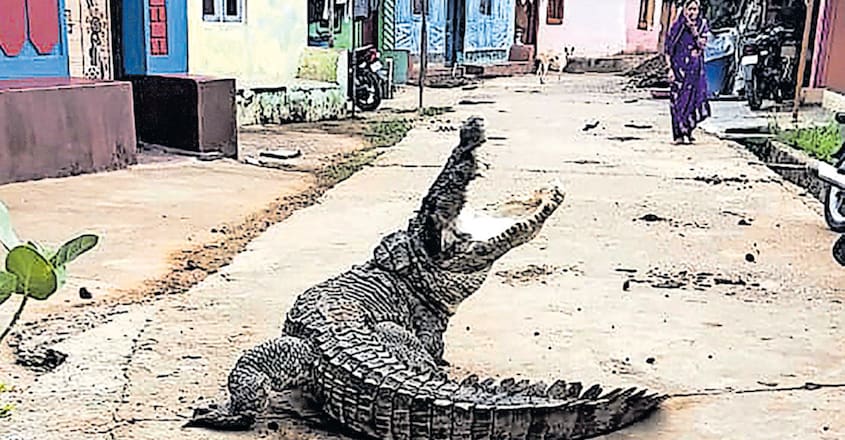 Crocodile takes a stroll on streets of Karnataka village Crocodile takes a stroll on streets of Karnataka village
