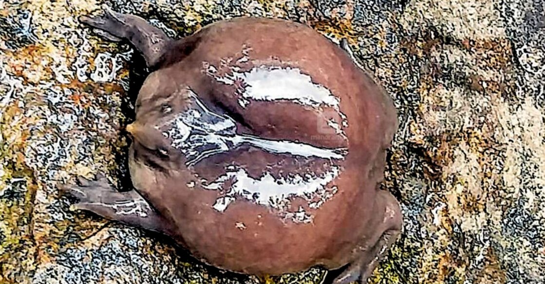 Purple frog spotted at Thrissur Mulankunnathukavu