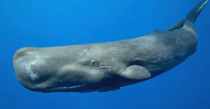 Ambergris in Reality is Whale Poop and Why it is So Valuable? Ambergris in Reality is Whale Poop and Why it is So Valuable?