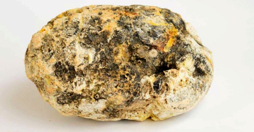 Ambergris in Reality is Whale Poop and Why it is So Valuable? Ambergris in Reality is Whale Poop and Why it is So Valuable?