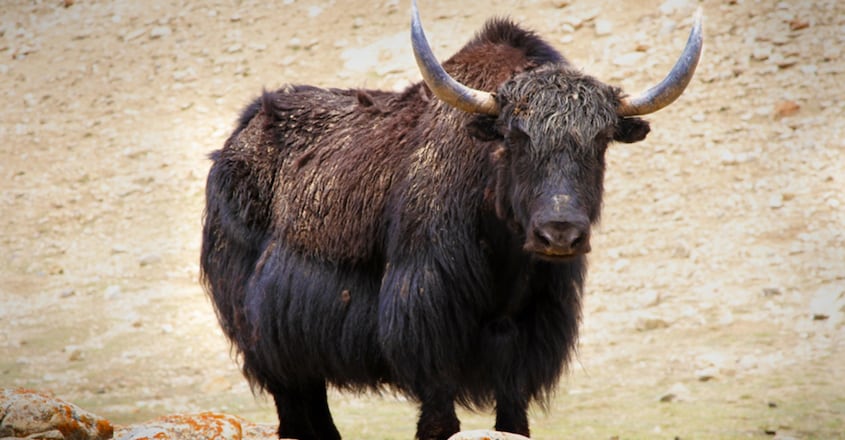 In a first, Himalayan yaks to be insured In a first, Himalayan yaks to be insured