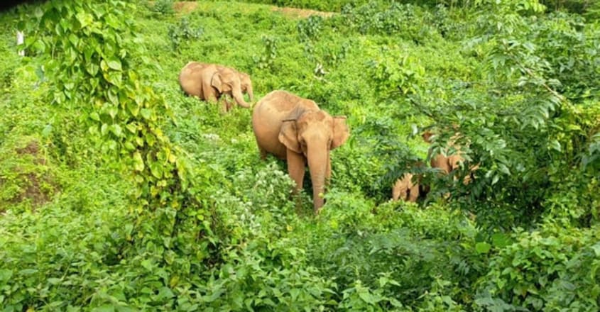 Wild Elephant fear grips Chimmini Dam Road Wild Elephant fear grips Chimmini Dam Road