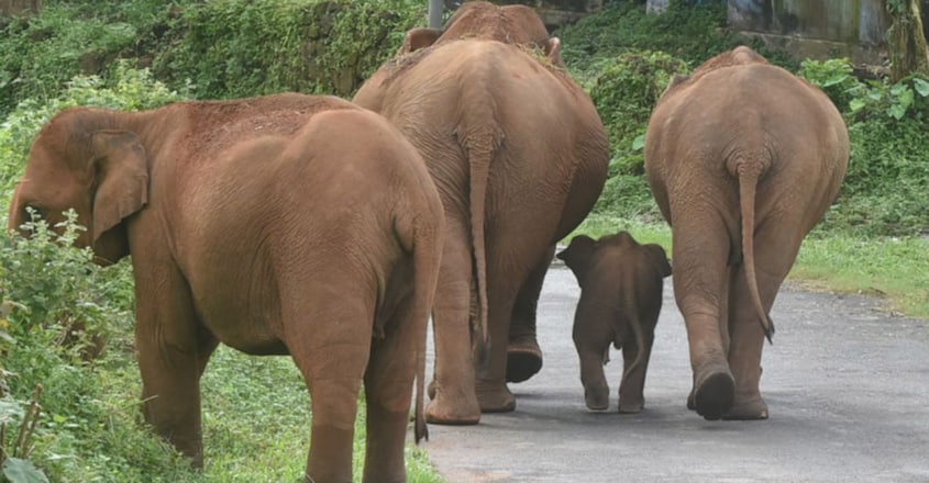 Wild Elephant fear grips Chimmini Dam Road Wild Elephant fear grips Chimmini Dam Road