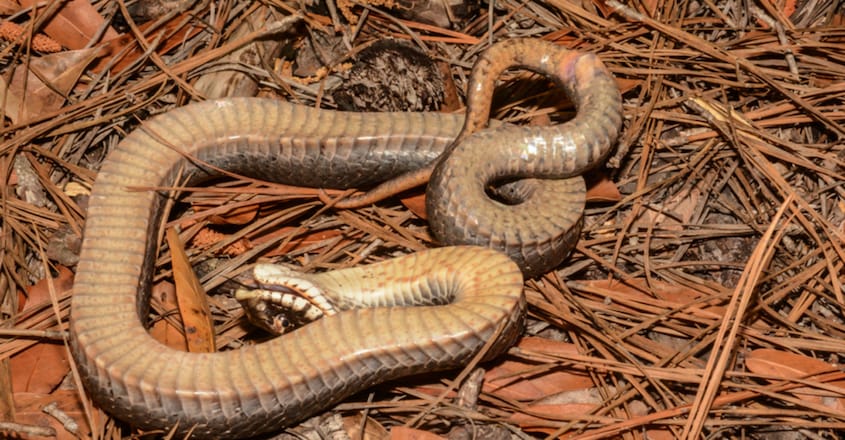A snake the plays dead? You can find it in North Carolina A snake the plays dead? You can find it in North Carolina
